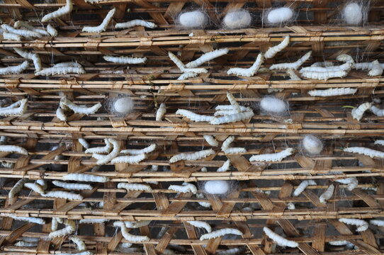 Silkworms in a Silk fabric