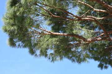 pine tree against the blue sky