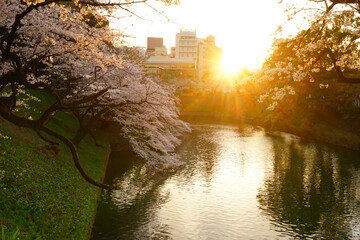 Tokyo, Japan - March 2021: Cherry blossom, sakura flower, with beautiful sunset at Chidori-ga-fuchi...