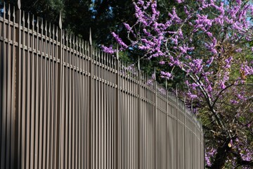 metal fence with judas flowering tree