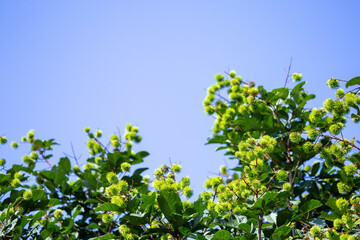 A small, green, close-up rambutan just growing during the summer in Thailand. Many young rambutans Fruit full early agriculture background blue skies