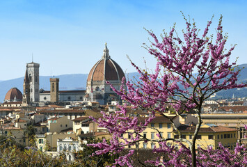 Beautiful view of the Cathedral of Santa Maria del Fiore in Florence with flowering judas tree in...