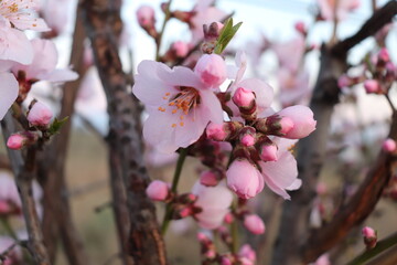 Pfirsichblüten Nahaufnahme