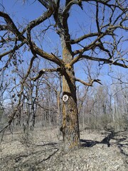 A sprawling leafless oak in early spring in an empty forest