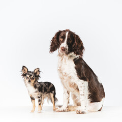 Two dog friends together in a studio setting white sitting looking sad at the camera.