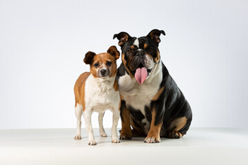 Two completely different dog friends looking straight at the camera in a white background.