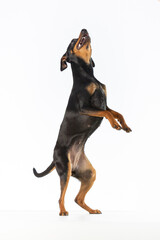Black and tan Miniature Pinscher standing on her hind legs reaching up on a white background