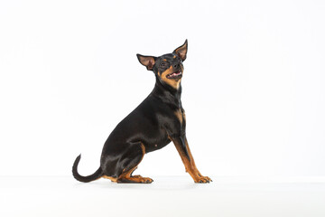Side view of a miniature pinscher ready to jump on a white background