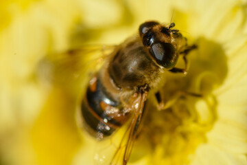Pszczoła