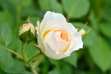Rose, flower roses in roses garden