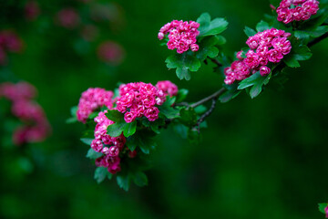 Hawthorn medicinal plant. Pink flowers on a flowering branch. Beautiful flower. Natural background.