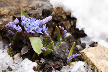 Beautiful lilac alpine squill flowers growing outdoors, space for text