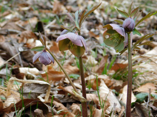 Early spring forest blooms hellebores, spring flower close up.