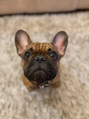 Fototapeta premium french bulldog puppy