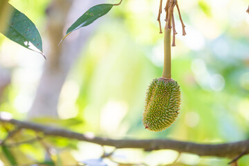 close-up Young durian on early in the summer is growing in Thai farms. There are long stems on the...