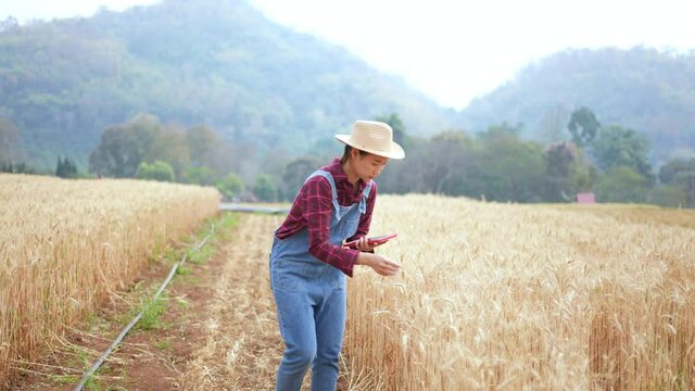 4K Asian woman farmer working in digital tablet inspect wheat rice plant in wheat field farmland. Female farm owner preparing to harvest crop plant. Agriculture product industry and technology concept