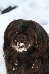 Cute black Shih Tzu dog