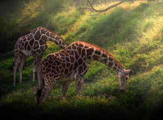 Beautiful giraffes grazing in the green meadow with sunlight falling on them © Maikel Valle/Wirestock