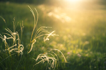 Wild feather grass in a forest at sunset. Macro image, shallow depth of field. Blurred nature...