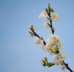 Square image of snow-covered plum blossom on a cold, wintry day in spring against a clear blue sky. Copy space to the left.