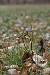 Early spring forest blooms hellebores, spring flower close up.