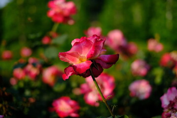 Obraz premium red rose in the garden