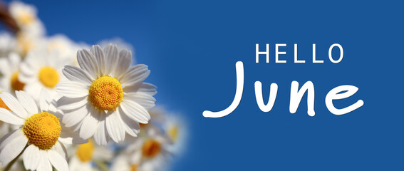 Hello June. Beautiful blooming chamomiles on blue background, banner design