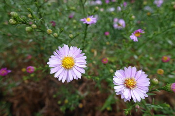 Pair of light pink flowers of Michaelmas daisies in September