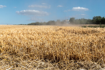 Harvested mowed golden wheat field on bright summer or autumn day against combine harvester and vibrant blue sky on background. Agricultural yellow field after industrial machinery work landscape