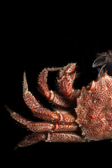 Icy hairy crab laying on the black table and slate board, close up side view.