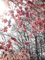 Cherry blossoms under snow - wintery garden landscape in Munich Germany - Olympia park 