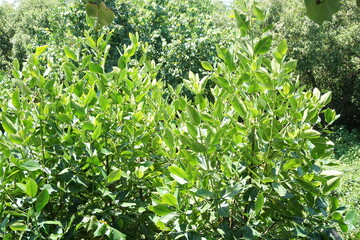 Mangrove with a natural background. Indonesian call it bakau