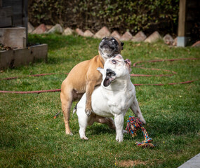 Dog (Frenchie /french bulldog)