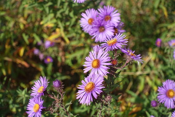 Fully opened purple flowers of New England aster in mid October