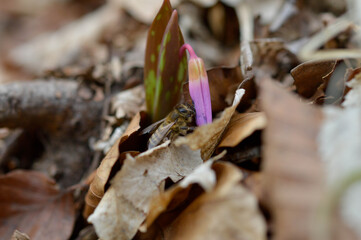 Bee on a Dog's tooth violet wildflower bloom in nature macro