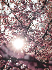 Cherry blossoms under snow - wintery garden landscape in Munich Germany - Olympia park 