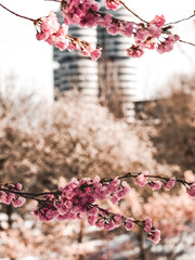 Cherry blossoms under snow - wintery garden landscape in Munich Germany - Olympia park 