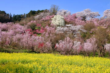 花見山・桜（福島県・福島市）