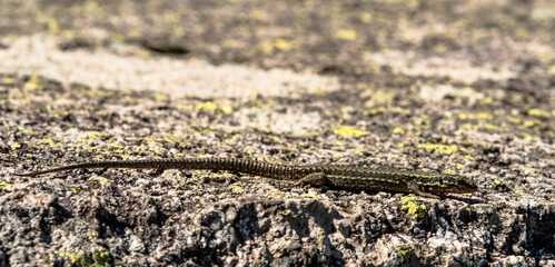 Lézard au soleil à Mérens-les-Vals, Ariège, France