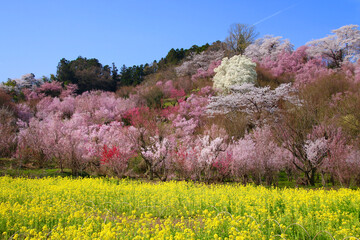 花見山・桜（福島県・福島市）