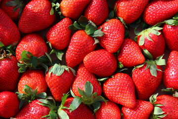 Erdbeeren