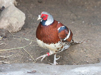 Elliot's pheasant.
It lives in eastern China and lives there in subtropical forests. The name is given in honor of the American ornithologist Daniel Giraud Elliot.