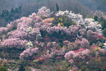花見山・桜（福島県・福島市）