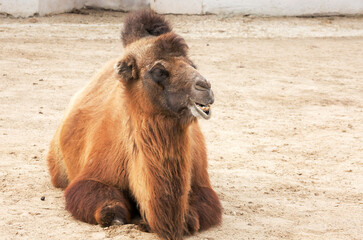 A two-humped camel.
 It is well adapted to living in a dry climate with hot and dry summers, and...