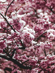 Cherry blossoms under snow - wintery garden landscape in Munich Germany - Olympia park 