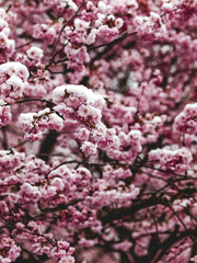 Snow-Covered Cherry Blossoms Create Enchanting Wintery Scene in Munich's Olympia Park