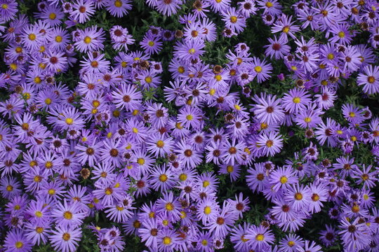 Faded violet flowers of Aster novi-belgii in October