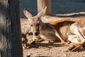 アカカンガルー