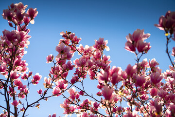 A big magnolia tree full with blossom flowers in rose pink color. Floral detail photography.