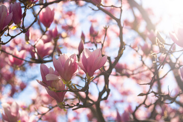 A big magnolia tree full with blossom flowers in rose pink color. Floral detail photography.